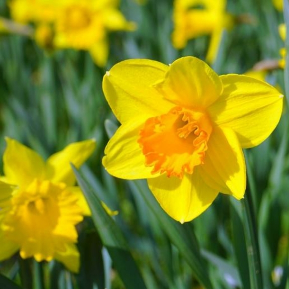 Other - Alive daffodil plant